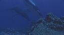 BALEINE A BOSSE