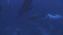 BALEINE A BOSSE