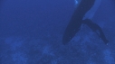 BALEINE A BOSSE