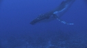 BALEINE A BOSSE
