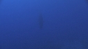 BALEINE A BOSSE
