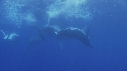 BALEINE A BOSSE