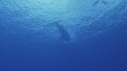 BALEINE A BOSSE