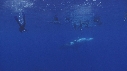 BALEINES A BOSSE, PLONGEURS