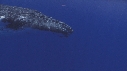 BALEINES A BOSSE, PLONGEURS