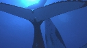BALEINE A BOSSE