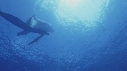 BALEINES A BOSSE, PLONGEURS