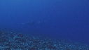 BALEINE A BOSSE