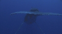 BALEINE A BOSSE