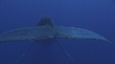 BALEINE A BOSSE