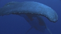 BALEINE A BOSSE