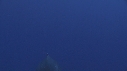 BALEINE A BOSSE