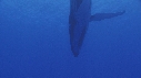 BALEINE A BOSSE