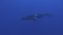 BALEINE A BOSSE BALEINEAU
