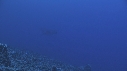 BALEINE A BOSSE BALEINEAU