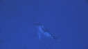 BALEINE A BOSSE, BALEINEAU