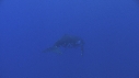 BALEINE A BOSSE, BALEINEAU