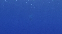BALEINE A BOSSE, BALEINEAU