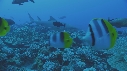 REQUIN CITRON