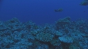 REQUIN CITRON