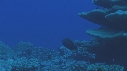 REQUIN CITRON