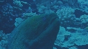 MURENE, POISSONS