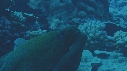 MURENE, POISSONS