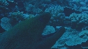 MURENE, POISSONS