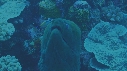 MURENE, POISSONS