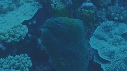 MURENE, POISSONS