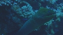 MURENES, POISSONS NETTOYEURS