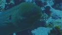 MURENES, POISSONS NETTOYEURS