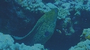 MURENES, POISSONS NETTOYEURS