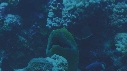 MURENES, POISSONS NETTOYEURS