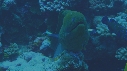 MURENES, POISSONS NETTOYEURS