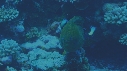 MURENE
