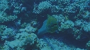 MURENES, POISSONS NETTOYEURS