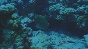 MURENES, POISSONS NETTOYEURS