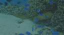 MURENES, ANTRE, POISSONS