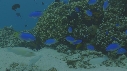 MURENES, ANTRE, POISSONS