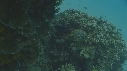 POISSONS PIERRE
