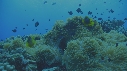 ANEMONE