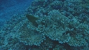 MURENE, CORAIL