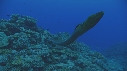 MURENE, CORAIL