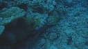 MURENE, CORAIL