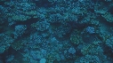 MURENE, CORAIL