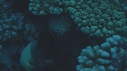 MURENE, CORAIL