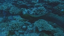 MURENE, CORAIL