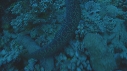 MURENE, CORAIL