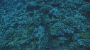 MURENE, CORAIL